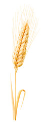 One ripe wheat ear with leaves cut out - obrazy, fototapety, plakaty