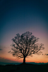 夕暮れの木のシルエット