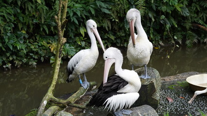 pelican in the water | Pelicans (genus Pelecanus) | 鵜鶘