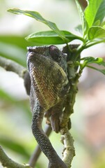 Caméléon, Madagascar