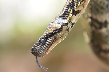 Serpent, vue de profil, Madagascar © Emmanuelle