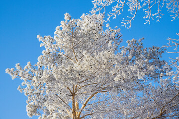 Snow pine tree covered with white hoarfrost on blue sky background. Textured frozen plant branches crown. Winter season. View from below