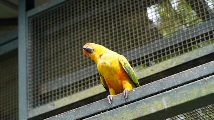 Sun Conure|Sun Parakeet|Aratinga solstitialis|金太陽錐尾鸚鵡|太阳锥尾鹦鹉