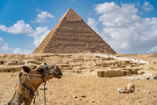 Camel on blurred pyramid background in the desert. concept of travel, vacation and tourism 