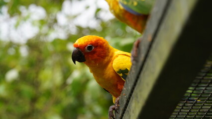Sun Conure|Sun Parakeet|Aratinga solstitialis|金太陽錐尾鸚鵡|太阳锥尾鹦鹉