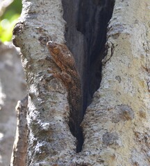 Gecko sortant d'un tronc d'arbre, Madagascar