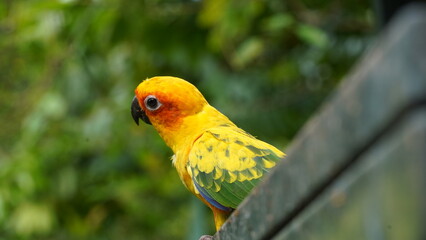 Le Sun Parakeet, également connu sous le nom scientifique Aratinga solstitialis, est une espèce de perroquet originaire d'Amérique du Sud, plus précisément des régions tropicales et subtropicales du n