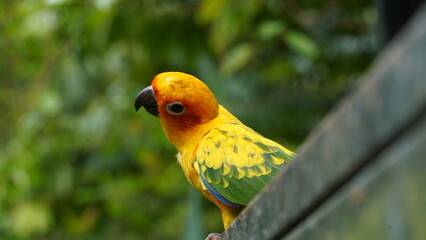 Sun Parakeetは、鮮やかなオレンジ、黄色、赤、そして緑色の美しい羽色を持つ小型の鳥です。南米の熱帯雨林に生息し、主にブラジルやガイアナなどの地域で見られます。彼らは社交的で活発な鳥であり、大きな群れを形成して行動します。果実、種子、花、そして時には昆虫も食べます。彼らの明るい色と社交的な性格から、鳥愛好家に人気がありますが、適切なケアが必要です。
