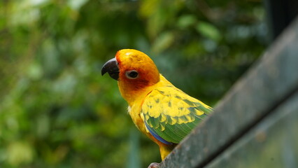 Sun Conure|Sun Parakeet|Aratinga solstitialis|金太陽錐尾鸚鵡|太阳锥尾鹦鹉