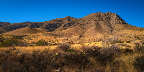 Guadalupe Mountains National Park wilderness landscape, with views of Guadalupe Peak over the arid plants on Pine Springs Meadow in Salt Flat, Texas, USA