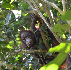 Jeune orang-outan, Malaisie