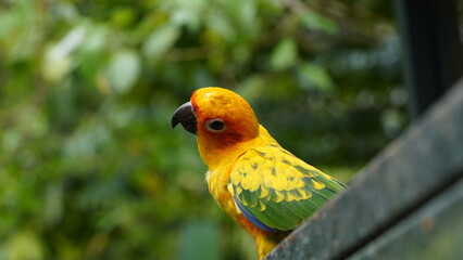 Sun Conure|Sun Parakeet|Aratinga solstitialis|金太陽錐尾鸚鵡|太阳锥尾鹦鹉