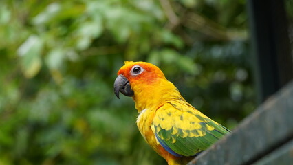 Sun Conure|Sun Parakeet|Aratinga solstitialis|金太陽錐尾鸚鵡|太阳锥尾鹦鹉