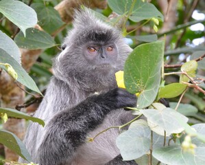 macaque argenté, parc de Bako, Malaisie