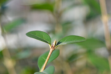 Oval-leaved privet leaves