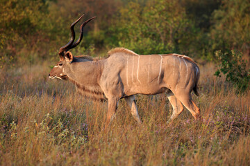 Kudu Bock
