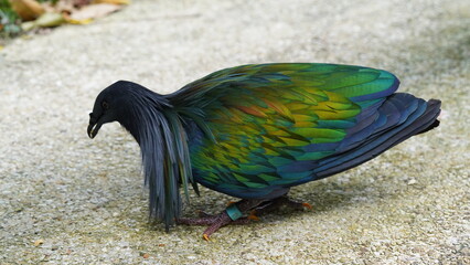 Caloenas nicobarica|Nicobar pigeon|绿蓑鸽