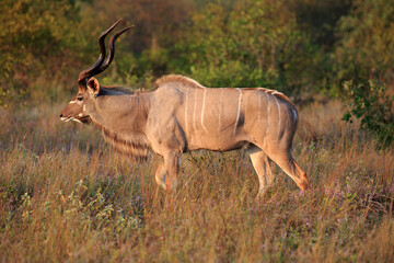 Kudu Bock