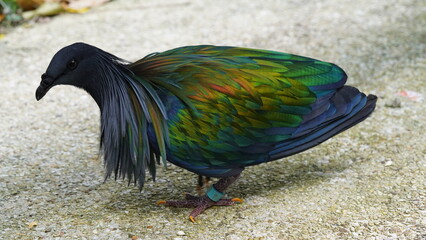Caloenas nicobarica|Nicobar pigeon|绿蓑鸽