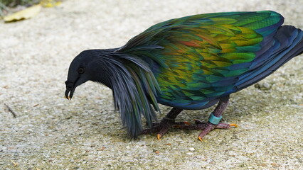 Caloenas nicobarica|Nicobar pigeon|绿蓑鸽