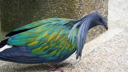 Caloenas nicobarica|Nicobar pigeon|绿蓑鸽|The Nicobar pigeon (Caloenas nicobarica) is a species of pigeon found on small islands and coastal regions from the Andaman