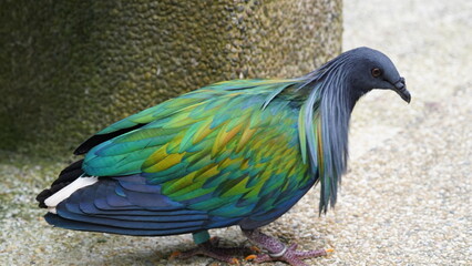 Caloenas nicobarica|Nicobar pigeon|绿蓑鸽|The Nicobar pigeon (Caloenas nicobarica) is a species of pigeon found on small islands and coastal regions from the Andaman