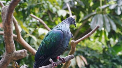 니코바르비둘기 (Caloenas nicobarica)는 니코바르 제도를 중심으로 남아시아 지역에서 주로 서식하는 중형 비둘기입니다. 이 비둘기는 그 독특한 깃털과 화려한 색상으로 잘 알려져 있으며, 제한된 지역에서만 발견되는 멸종 위기에 처한 종입니다.