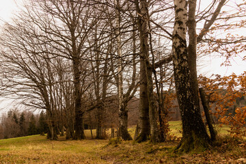 schmaler Pfad durch eine Baumgruppe