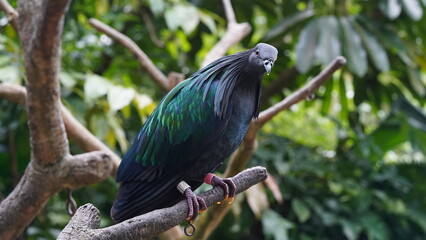 Caloenas nicobarica|Nicobar pigeon|绿蓑鸽|The Nicobar pigeon (Caloenas nicobarica) is a species of pigeon found on small islands and coastal regions from the Andaman