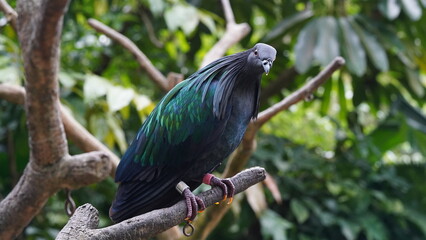 Caloenas nicobarica|Nicobar pigeon|绿蓑鸽|The Nicobar pigeon (Caloenas nicobarica) is a species of pigeon found on small islands and coastal regions from the Andaman
