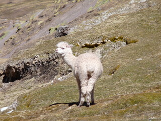Alpaga, P&eacute;rou