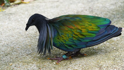 Caloenas nicobarica|Nicobar pigeon|绿蓑鸽 「Caloenas nicobarica」は、「Nicobar pigeon」または「绿蓑鸽（ルーサンハト）」としても知られる、美しい鳥の一種です。