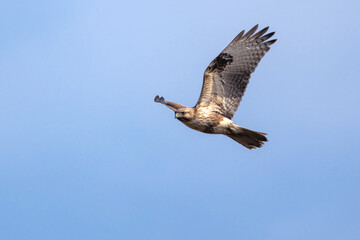 Obraz premium ノスリの飛翔