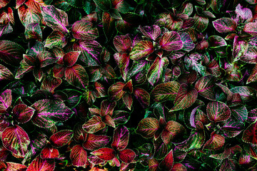 Fototapeta premium colorful of leaves texture background