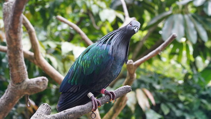 Caloenas nicobarica|Nicobar pigeon|绿蓑鸽