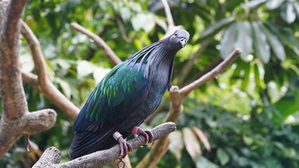 Caloenas nicobarica|Nicobar pigeon|绿蓑鸽