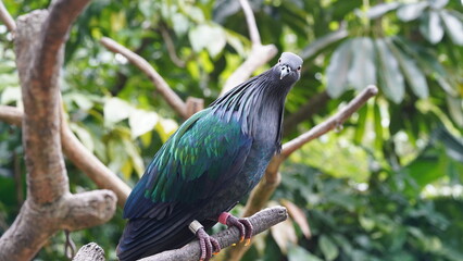Caloenas nicobarica|Nicobar pigeon|绿蓑鸽|The Nicobar pigeon (Caloenas nicobarica) is a species of pigeon found on small islands and coastal regions from the Andaman