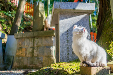 京都 伏見稲荷大社にて、暖かい日差しを浴びる野生の白猫