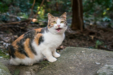 Naklejka na ściany i meble 京都 伏見稲荷大社の森にて、可愛らしい表情で鳴く子猫