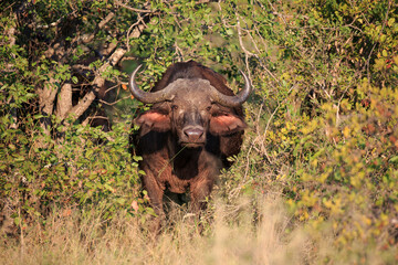 Obraz premium Kaffernbüffel