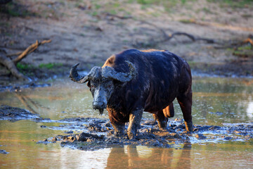 Kaffernbüffel beim Schlammbaden