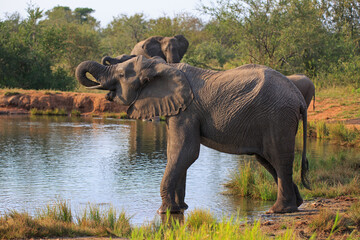 Elefant