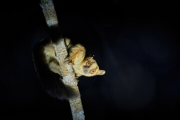 Fototapeta premium Madagascar nocturnal animals: Red-tailed sportive lemur, Lepilemur ruficaudatus, night photo, illuminated lemur looking down at camera from branch above in night forest. Kirindy, Madagascar.