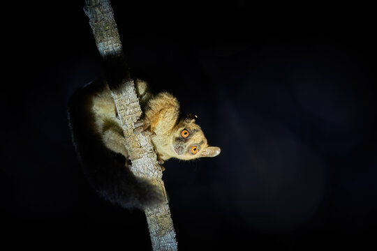 Madagascar nocturnal animals:  Red-tailed sportive lemur, Lepilemur ruficaudatus, night photo, illuminated lemur looking down at camera from branch above in night forest. Kirindy, Madagascar.