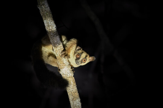 Madagascar nocturnal animals:  Red-tailed sportive lemur, Lepilemur ruficaudatus, night photo, illuminated lemur looking down at camera from branch above in night forest. Kirindy, Madagascar.
