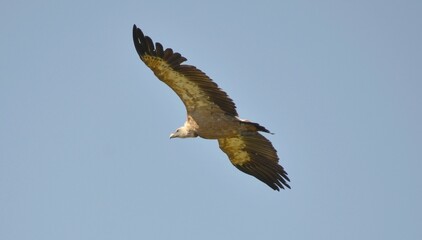 vautour fauve en vol, Pyr&eacute;n&eacute;es