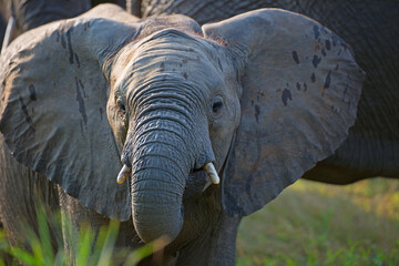 Fototapeta na wymiar Junger Elefant