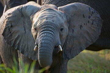 Fototapeta na wymiar Junger Elefant