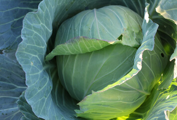 Fototapeta premium Cabbage grown in fields without the use of pesticides. organic farming