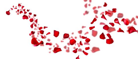 Rose petals fly for valentines day. Background for love greetings with isolated red rose petals....